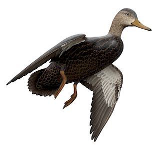 Outstanding Flying Black Duck Decoy, Oliver "Tuts" Lawson (b. 1938)