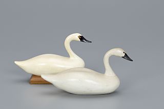Two Miniature Swans 