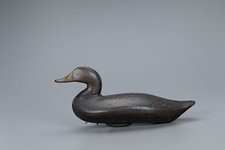 Racy Black Duck Decoy, James T. Holly (1855-1935)