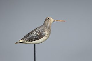 Dowitcher in Winter Plumage Decoy, John Dilley
