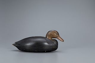 Important Black Duck Decoy, Nathan F. Cobb Jr. (1825-1905)
