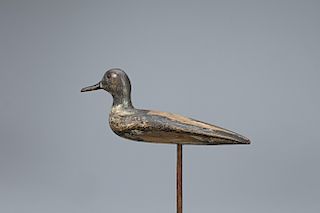 Standing Green-Winged Teal 