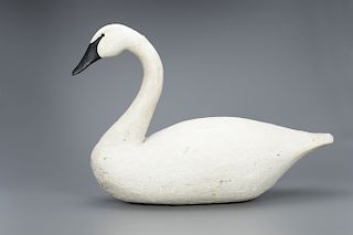 Contemporary Swan