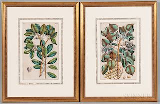 Georg Eberhard Rumphius (German, 1627-1702)    Two Framed Botanical Prints from Herbarium Amboinense