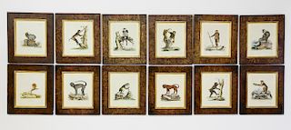 Collection of 12 Hand Colored Engravings of Monkeys