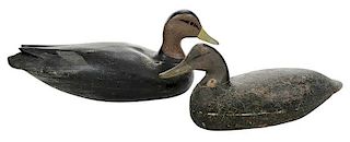 Two Black Duck Decoys, Including Doug Jester