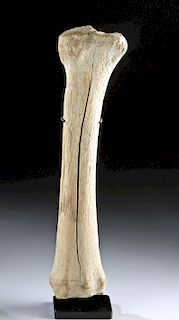 Alaskan Giant Bison Fossilized Radius Bone