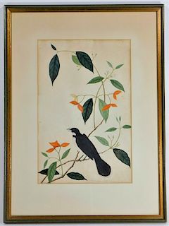 19C English Watercolor Painting of a Magpie Bird