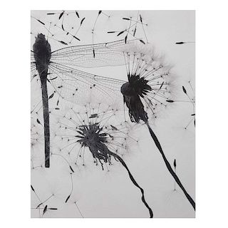 ELSA CHABAUD. Volátiles I. Placa de transparencia en blanco y negro sobre papel algodón. Enmarcada. 30 x 38 cm