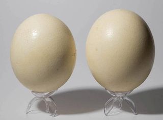 OSTRICH EGGS LOT OF TWO