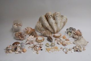 Large Clamshell and Seashells with basket