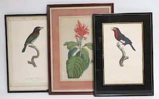 Hand Colored Engravings: Two Birds & a Botanical