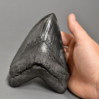 Black and Gray Mottled Megalodon Tooth