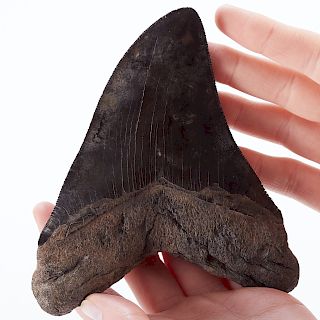 Large Hooked Megalodon Tooth