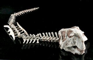 Near-Complete Chinese Psittacosaurus Dinosaur Skeleton