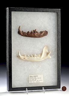 North America Pleistocene Coyote Jaw Bone -Tar Pit Find