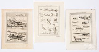 Three Bellin 1746 animal reptile and bug prints