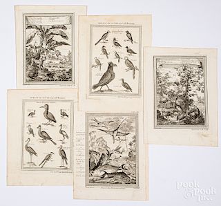 Five Bellin 1746 bird prints