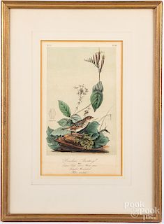 Two color lithographs of birds