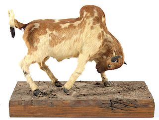 1940's Calf Hide Brahma Bull Folk Art
