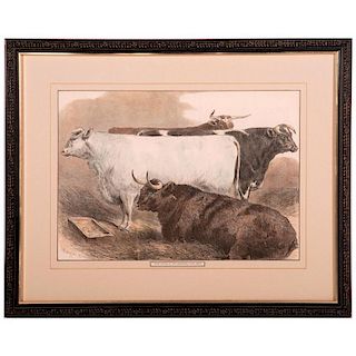 Colored Print of cattle at an English cattle show signed Sturgess and dated 1875.