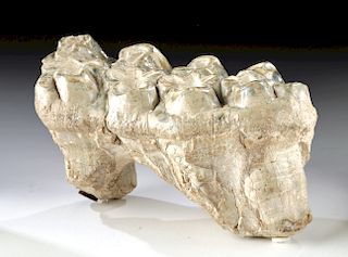 Well-Preserved Fossilized Ice Age Mastodon Molar