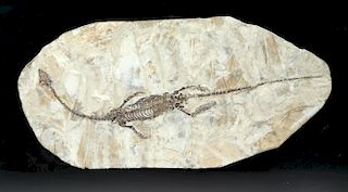 Large Complete Fossil Keichousaurus - Swimming Reptile