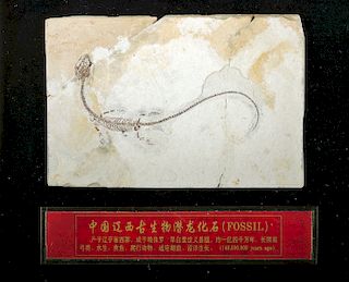 Framed Jixian Sinohydrosaurus Lingyuanensis Fossil