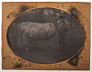 Half Plate Daguerreotype of an African American with a Cow 