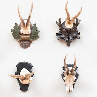 Group of Four Deer Trophies 