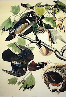 Wood Duck, Lithograph After Audubon, by M. Bernard