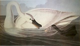 Trumpeter Swan Lithograph, After Audubon by M. Bernard