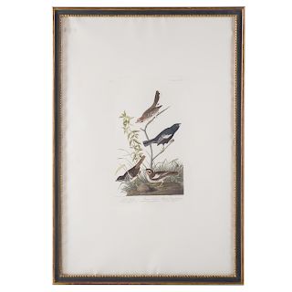 John J. Audubon. "Lark Finch, Prairie Finch..."
