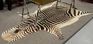 Zebra skin rug, 5' 7" x 10' 9".