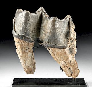 Rare Fossilized Juvenile Mastodon Tooth