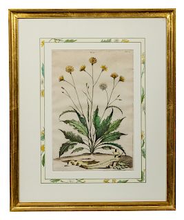 Two Botanical Prints <br>12 3/4 x 9 1/4 inches.