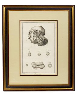 Anatomical Illustrations<br>Height 14 1/4 x width