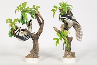 Pair, Doughty Downy Woodpeckers with Orig. Boxes