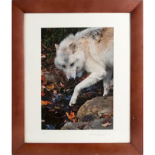 COLOR PHOTOGRAPH, WHITE WOLF