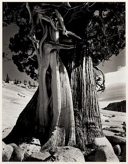 Edward Weston
(American, 1886-1958)
Juniper at La