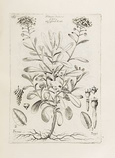 Zanonii, Jacobi. Rariourum Stirpium Historia. Bononiae: Ex Typographia Laelii a Vulpe 1742. Frontispicio, retrato y 185 grabados.