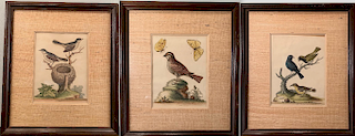 Three Ornithological Prints by George Edwards, British