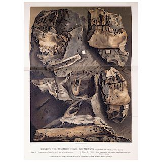 Bárcena, Mariano. Tratado de Geología. México: 1885. Ilustrado, 23 láminas y una cromolitografía.