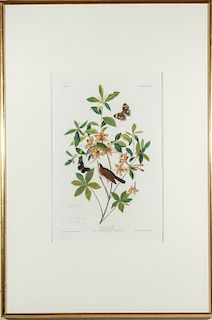 Audubon Swainson’s Warbler Hand-Colored Engraving