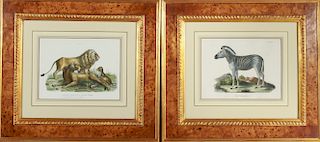 German African Animals Colored Lithographs, Two