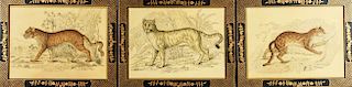 Indian School "Big Cats" Colored Ink Drawings, 3