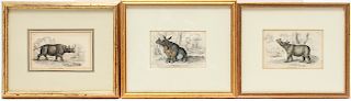 Hand-Colored Rhinoceros Engravings Circa 1840, 3