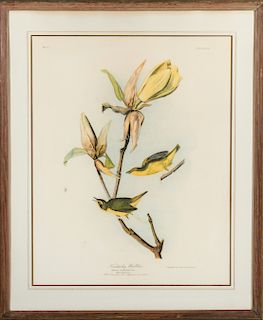 After Audubon "Kentucky Warbler" Lithograph