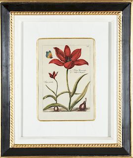 After Crispin de Passe. Tulipa, Offset Lithograph