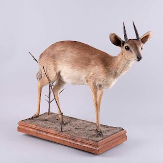 Suni Antelope. Mozambique, África del Este. Siglo XX. Taxidermia. Dimensiones: 50 x 20 x 55 cm.